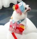 French fries appearance chest and back traction rope set, four season pet clothing, outdoor sun hat