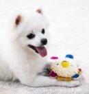 Ring Paper Series Small Dog Toy Fox Raccoon Lion Sound Toy