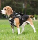 New Chest Strap Explosion proof Shock Absorber Traction Belt Night Vision Reflective Pet