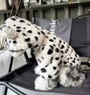 Dog clothing, winter warm fur coat
