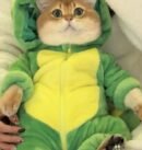 Cute Dinosaur Shaped Cat Clothes for Autumn and Winter Thickened Cute Transformation Dress