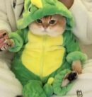 Cute Dinosaur Shaped Cat Clothes for Autumn and Winter Thickened Cute Transformation Dress