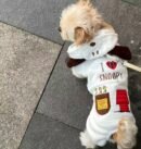 Winter pet clothing for warmth