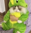 Cute Dinosaur Shaped Cat Clothes for Autumn and Winter Thickened Cute Transformation Dress